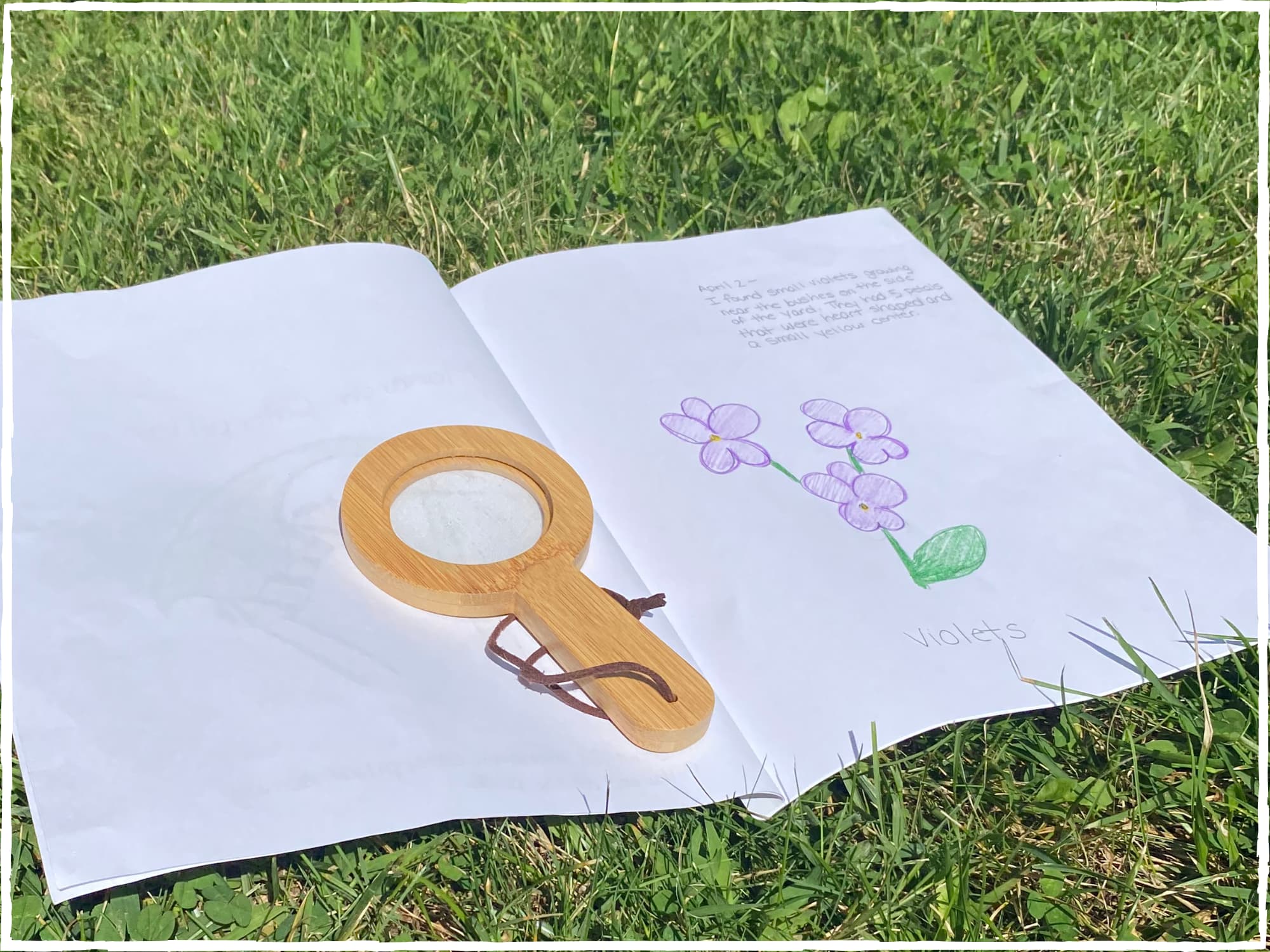 An open page of our nature journal with a drawing of violets outside in the park