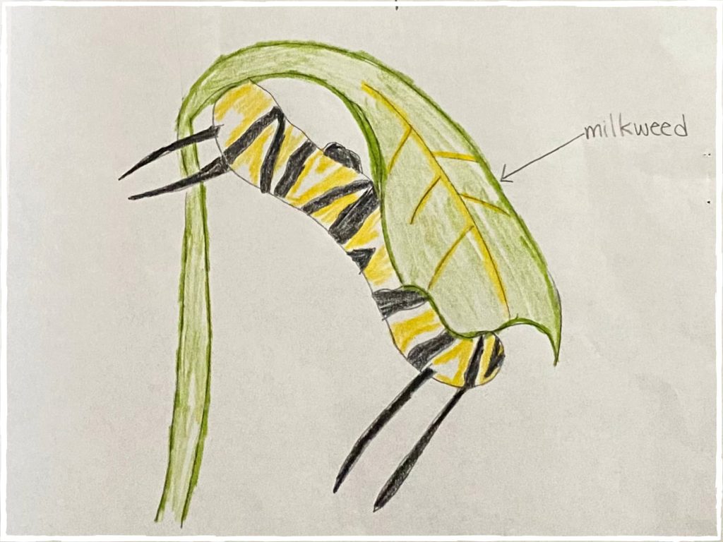 up close image of a nature journal drawing as an example